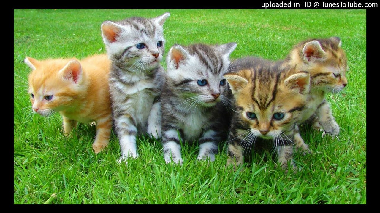 Ubusobanuro bw'inzozi zose zereye Ipusi ( Injangwe ).