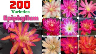 🔴200 EPIPHYLLUM Varieties｜Best EPIPHYLLUM Plant Varieties with Identification