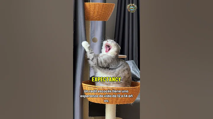 Watch the video about Scottish Fold