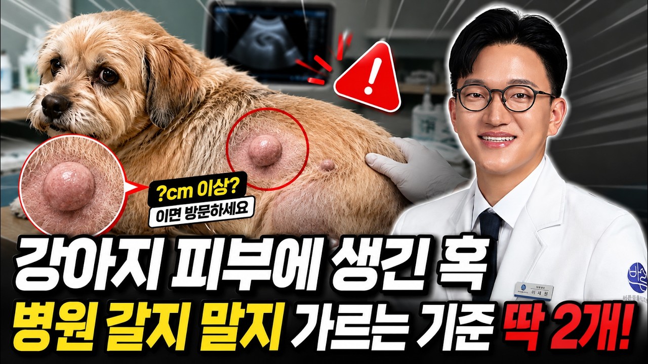 강아지 피부에 생긴 혹! 병원 갈지 말지 가르는 기준 딱 2개!