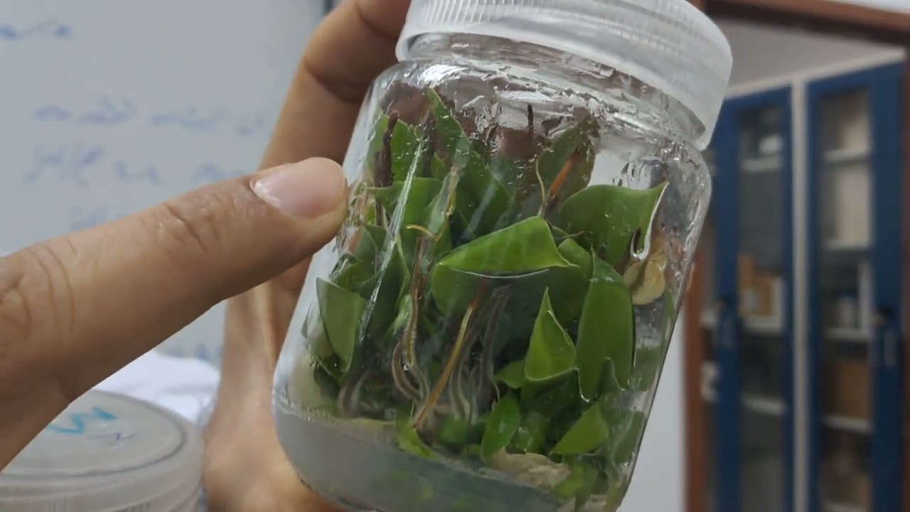 اكثار نبات فلوروديندرون بواسطة زراعة الانسجة النباتية