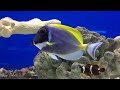 All About The Powder Blue Tang
