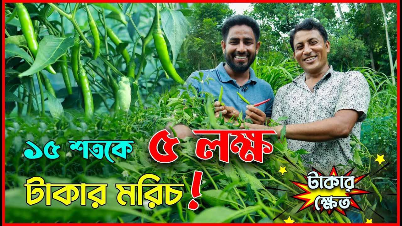 ১৫ শতকে ৫ লক্ষ টাকার মরিচ!  তবে কি শেরপুরের সাইফুলের রেকর্ড ভাঙ্গতে চলেছে টাঙ্গাইলের হাতেম ভাই? 😧