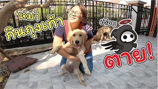 เกือบตาย!! อัพเดทอาการหมากินถุงเท้า! ต้องผ่าตัดไหม! | แม่ปูเป้ เฌอแตม Tam Story