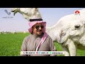 مرعبات الوضح ومالكها رجل الأعمال أحمد التويجري في اول ظهور تعلن التواجد 