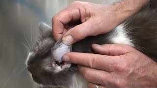 Шишка на ухе у кота | Гематома ушной раковины у кошки