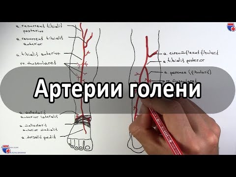 Артерии голени (большеберцовые артерии и их ветви) - meduniver.com