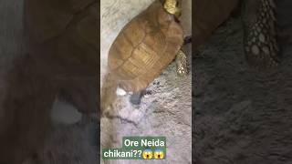Ore Neida Chikani?? Videoviral Video