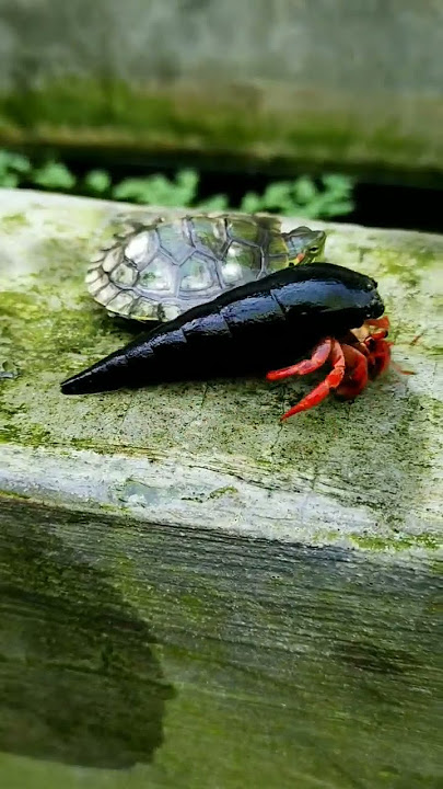 KURA KURA VS KELOMANG