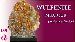 𝗪𝘂𝗹𝗳é𝗻𝗶𝘁𝗲 - M𝗲𝘅𝗶𝗾𝘂𝗲 Ancienne Collection Pièce N560