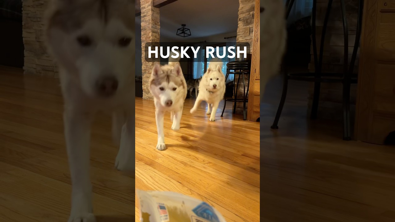 HUSKY RUSH for treats 