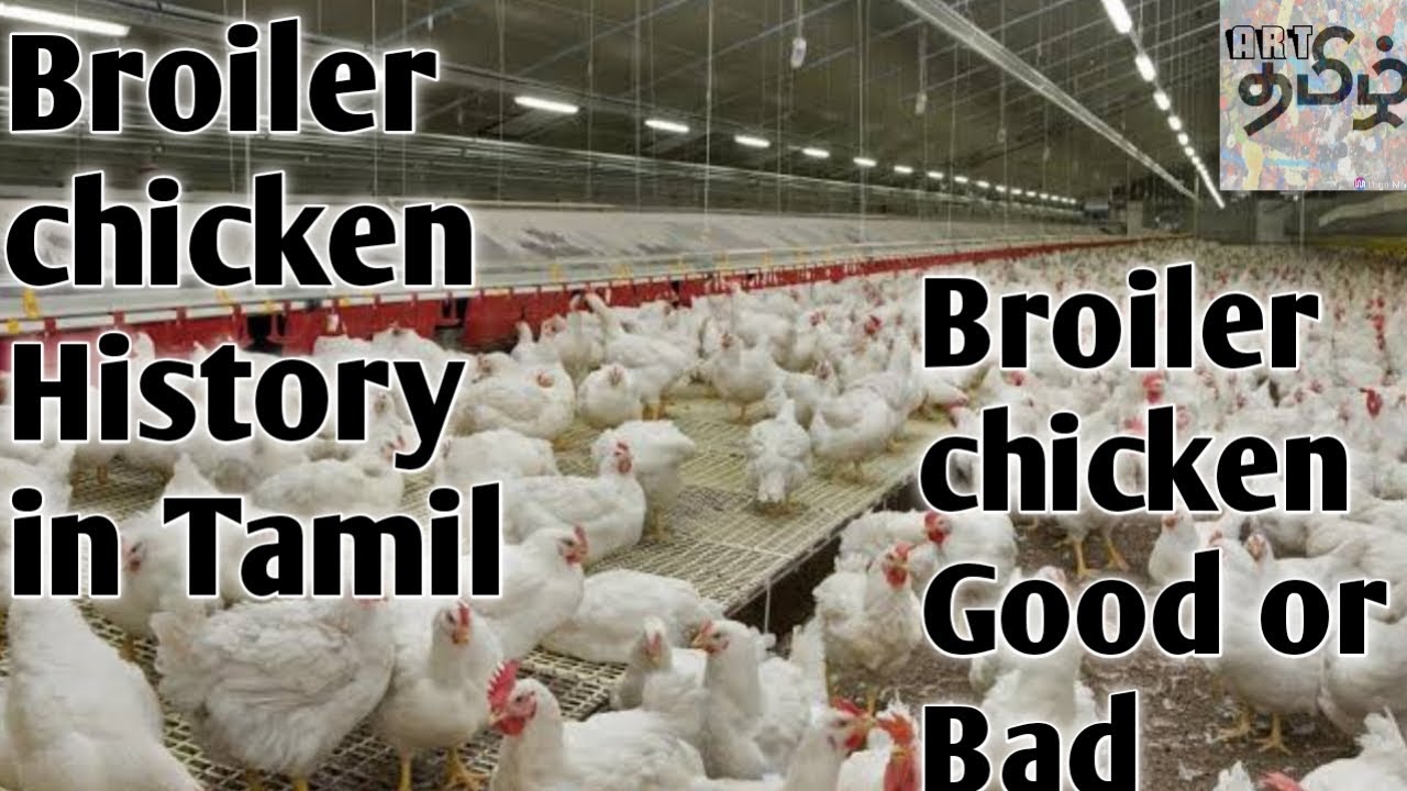 Broiler chicken history tamil Broiler chicken Good or Bad ART Tamil