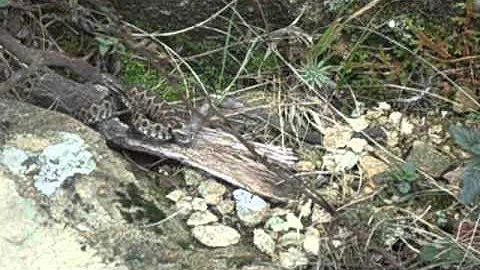 Come riconoscere una vipera da una serpe?
