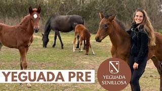 Yeguada Senillosa – Cría del Pura Raza Español  , como funciona una yeguada?