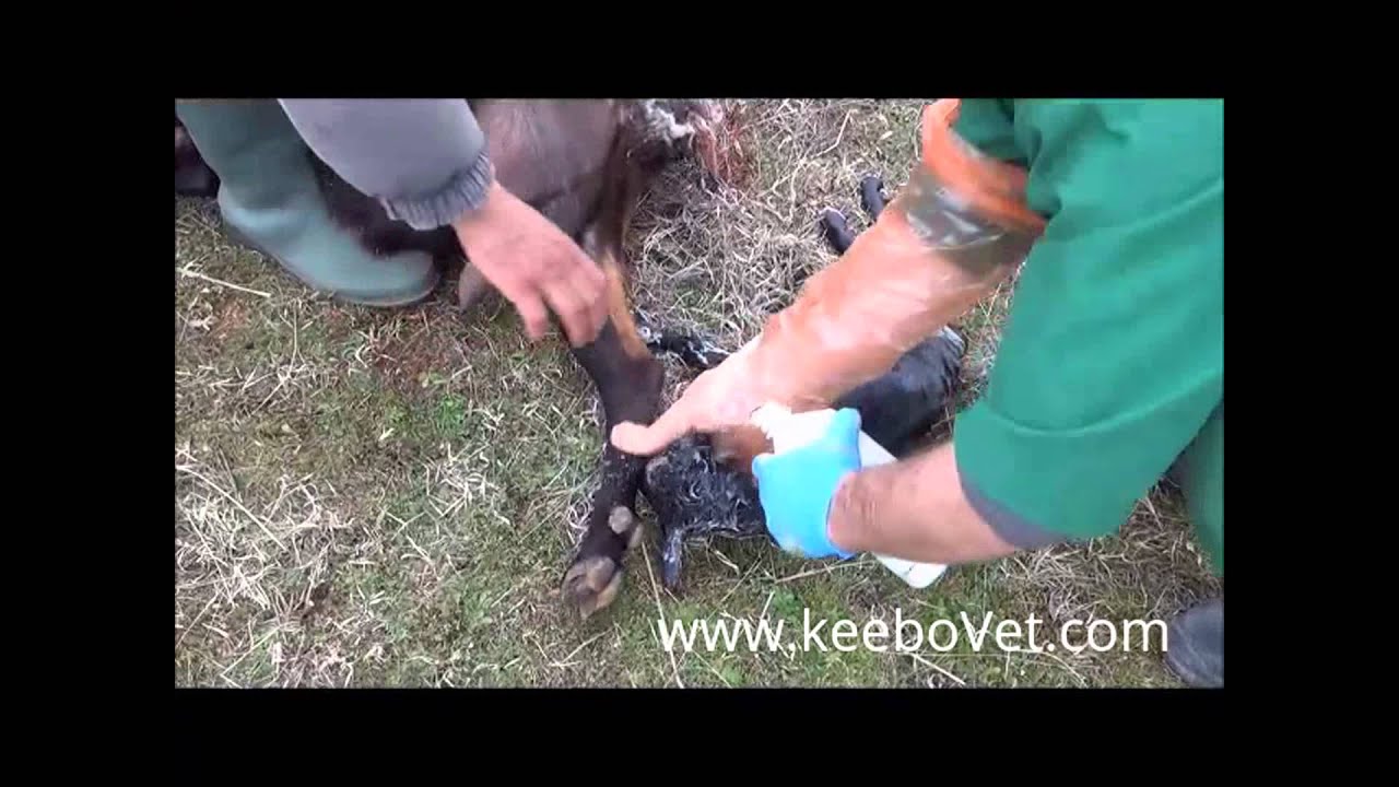Goat Struggle Delivering Baby, See How Veterinarian Doctor Helps YouTube