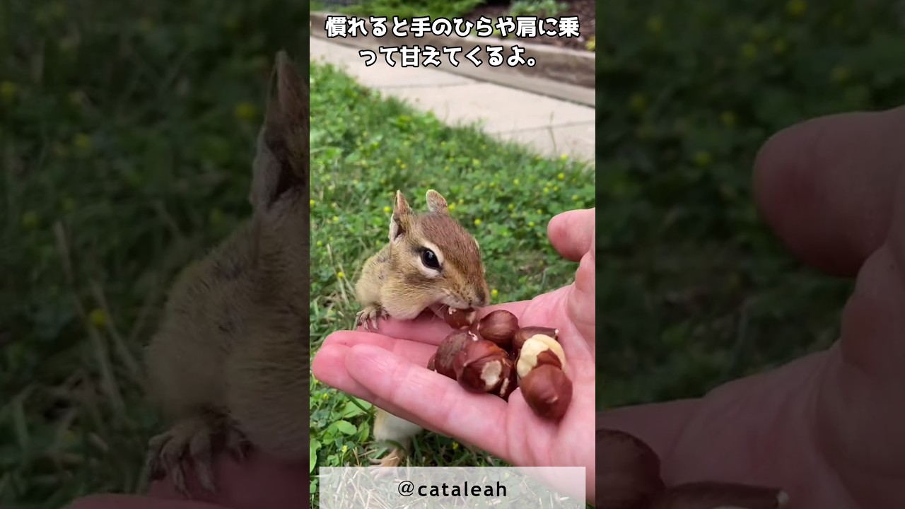 あなたも虜になる！シマリスの魅力に迫る！　 #シマリス #ペット #小動物