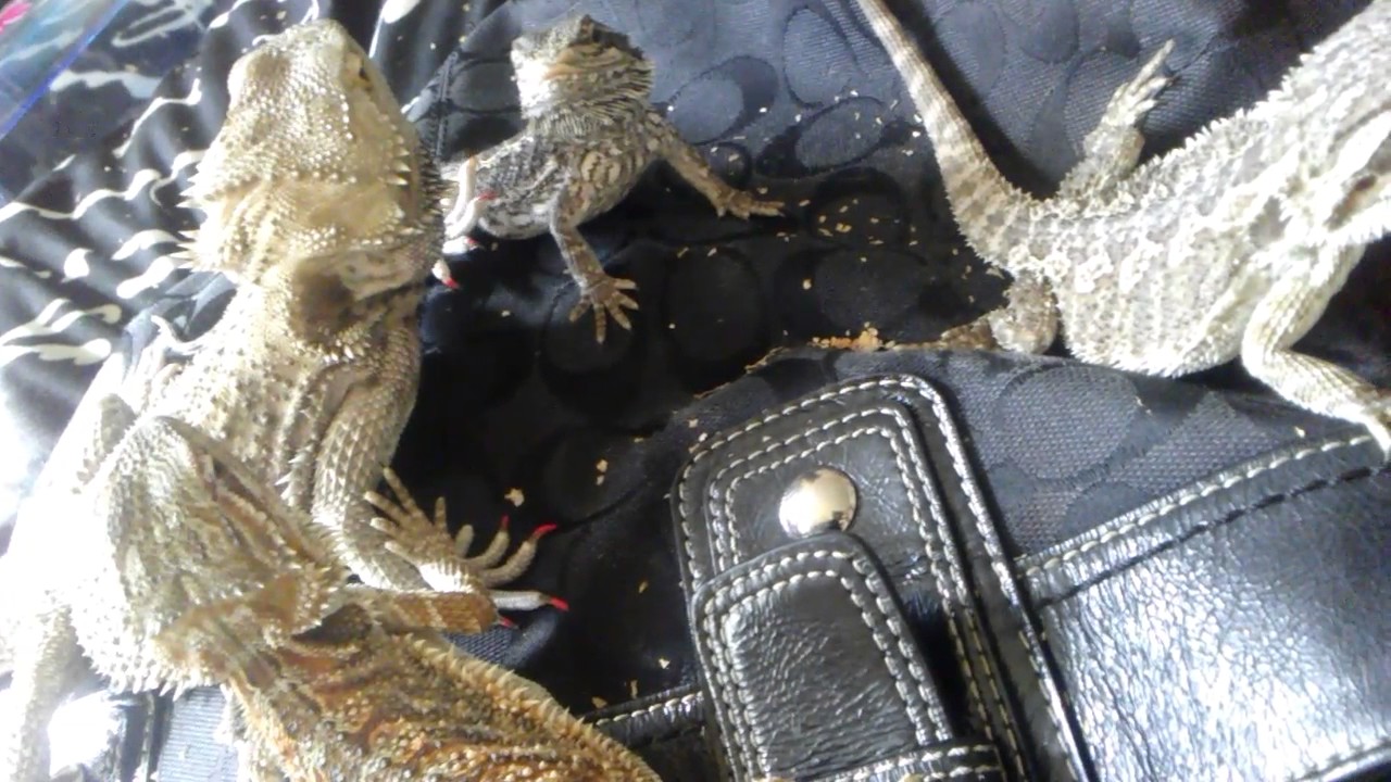 camera iphone 8 plus apk 3.13.2017 bearded dragons waving