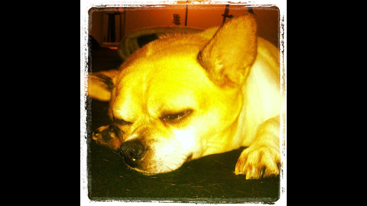 puppy paradise Sad Dog Home Alone