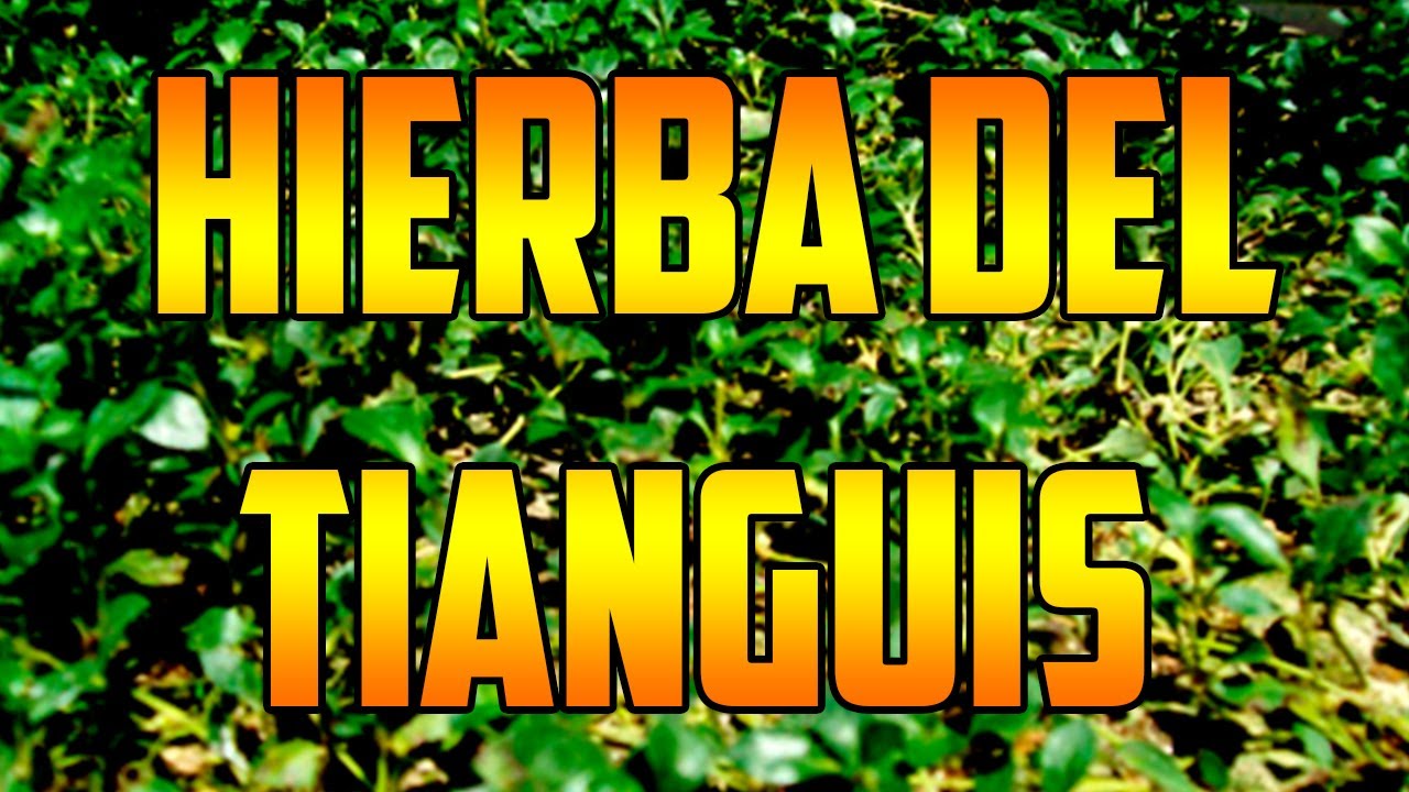 PLANTA DEL TIANGUIS benefits Alternanthera repens ¿QUÉ SIRVE ? plantS nature VERDOLAGA