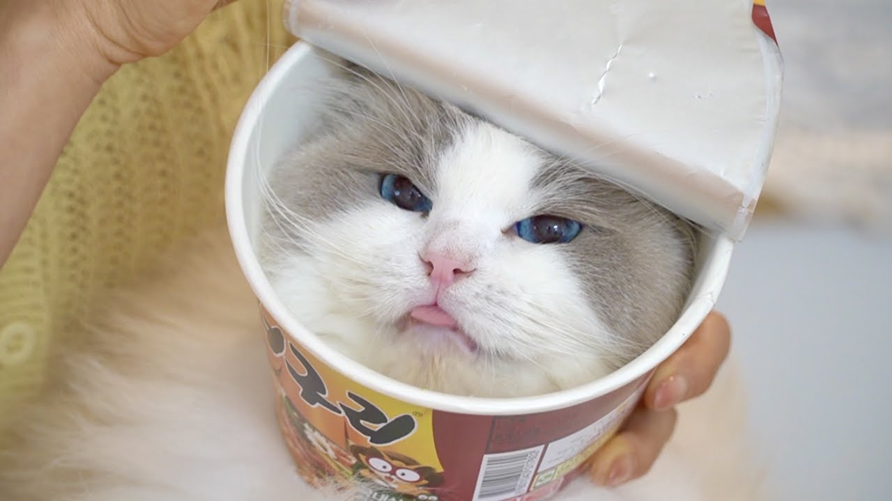 다시마가 빠졌지만 오히려 좋아요