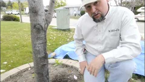 Girdled Roots can Kill your Tree!