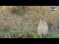 Common quails life style | Quail sound | Quail hunting | بٹیر کی آواز | بٹیر کا شکار