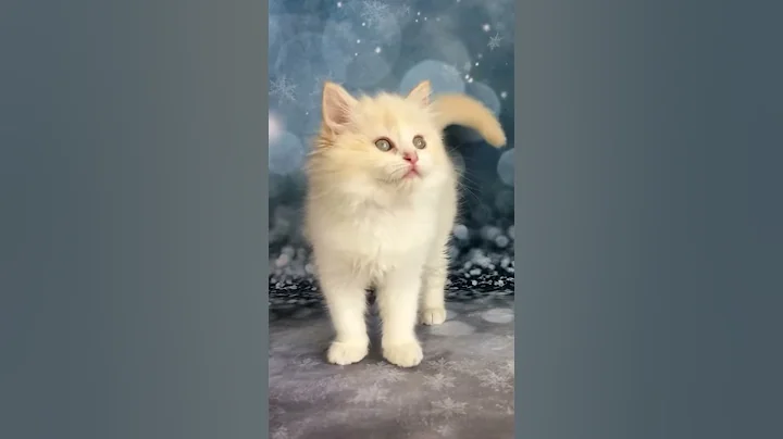 Video 1116041: bicolor mink