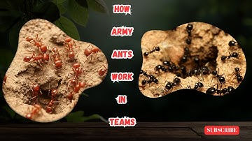 How Army Ants Work in Teams #wildlife #insects #nature #ants #animals #nature