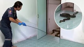 Massive Python Caught In Family's Bathroom