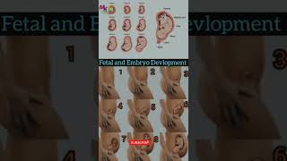 Fetal and Embryo Development month by month pregnancy shortsfeeds pregnancytips embryo