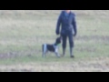 How to stop a dog from chasing sheep using professional dog training How to stop a dog from chasing sheep using professional dog training