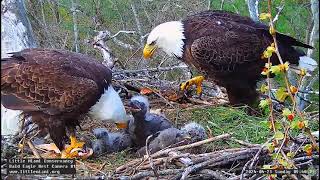 Little Miami Conservancy Bald Eagle Bette & Baker &  LM5LM6LM7 Karmienie 21/04/20247