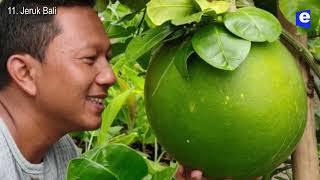 50 Buah Buahan TERBESAR di Dunia - PART 1