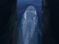 Its like a living submarine amazing drone view of the blue whale