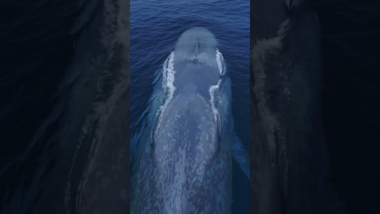 It S Like A Living Submarine Amazing Drone View Of The Blue Whale 