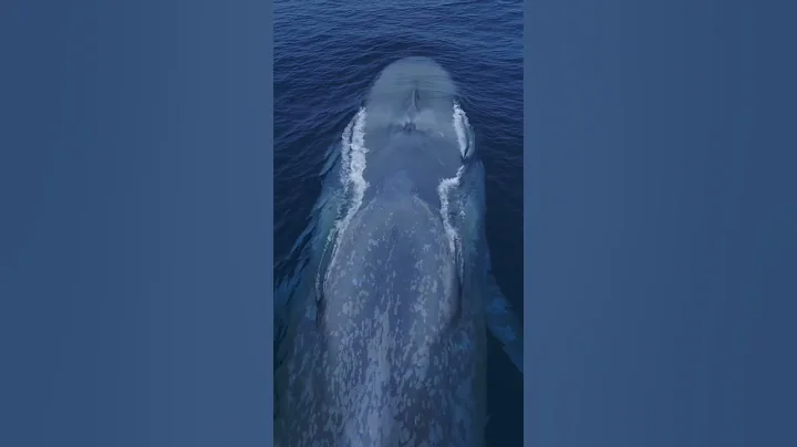 It’s like a living submarine! Amazing drone view of the Blue Whale! - DayDayNews