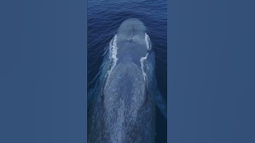 Thumbnail of It’s like a living submarine! Amazing drone view of the Blue Whale!