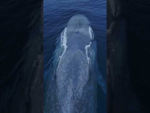 Its Like A Living Submarine! Amazing Drone View Of The Blue Whale!