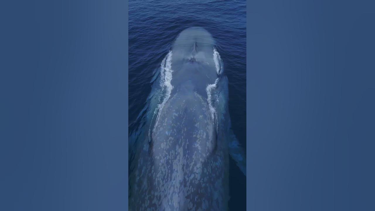 It’s like a living submarine! Amazing drone view of the Blue Whale