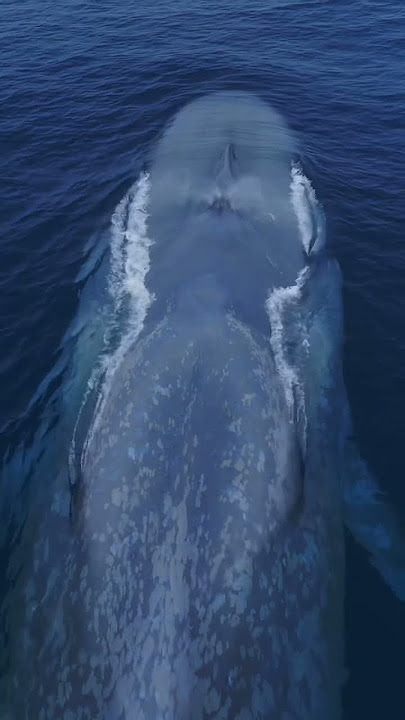 It’s like a living submarine! Amazing drone view of the Blue Whale!