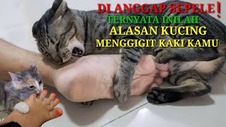 Kucing Suka Menggigit Kaki Kamu? Inilah Alasan Kenapa Kucing...