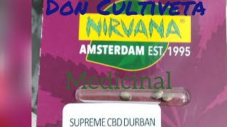 Supreme Cbd Durban Don Cultiveta Nirvana Seeds