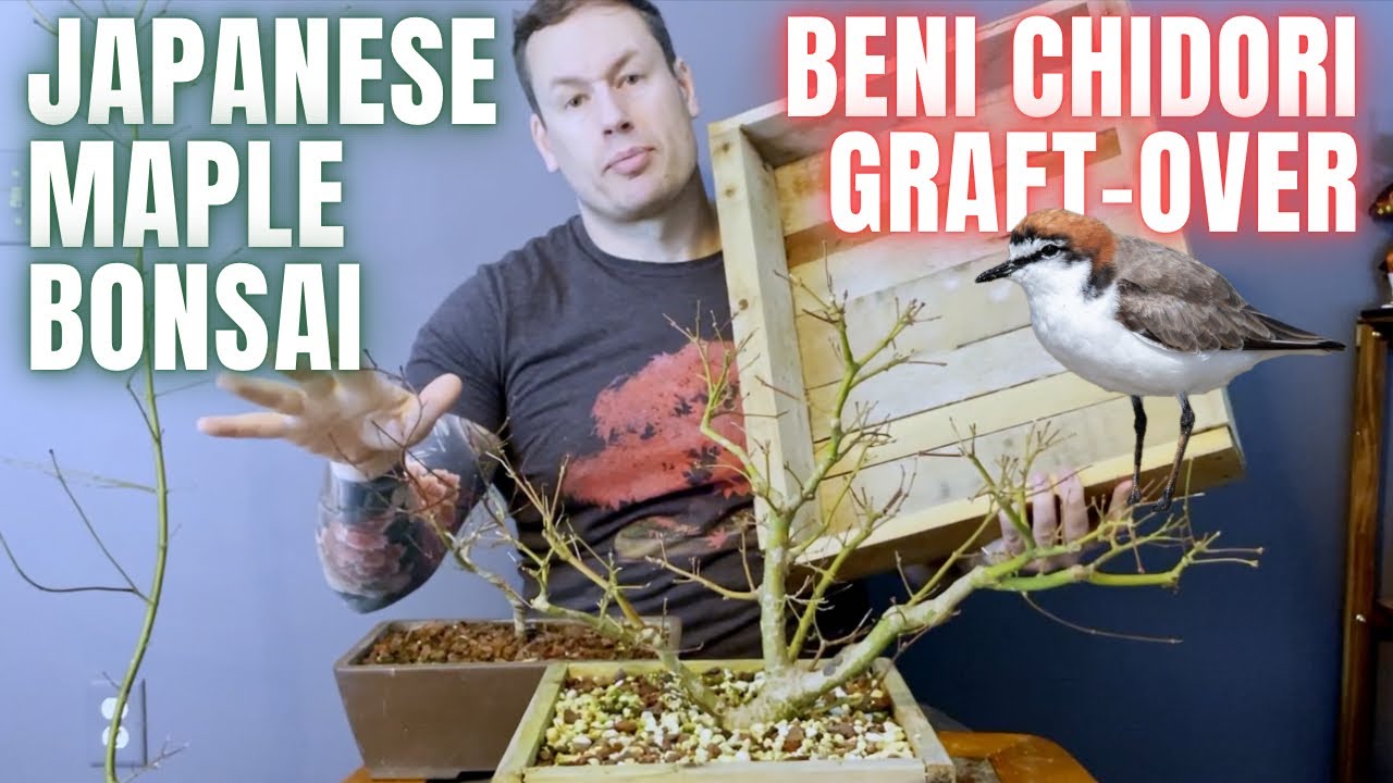 Japanese Maple Bonsai - Ebihara Root Training & Beni Chidori Thread Graft