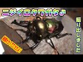 ニジイロクワガタ♂掘り出し（2021年5月28日）