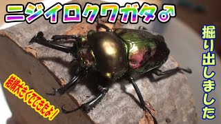 ニジイロクワガタ♂掘り出し（2021年5月28日）