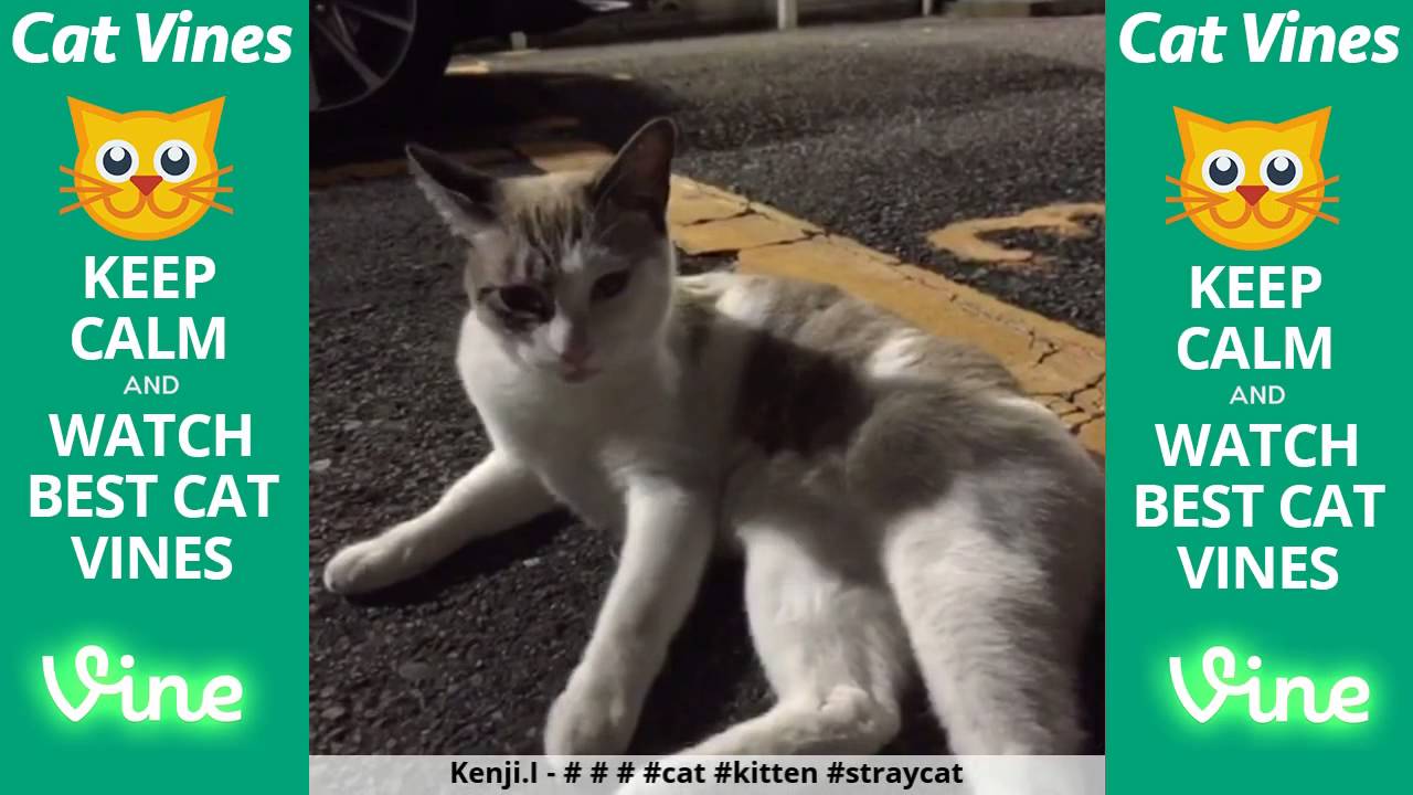 funniest videos download Funniest Cat Vines #21 - Updated August 9th, 2015