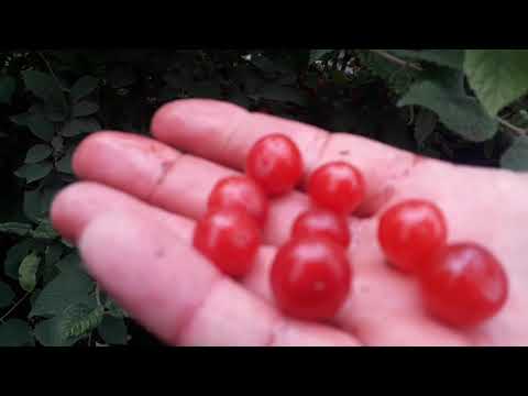 Сбор урожая.Заготовка ягод на зиму.