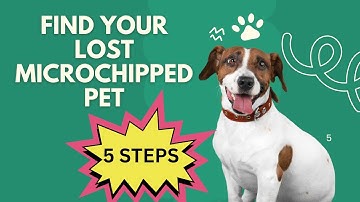 Find your lost microchipped pet - 5 Steps