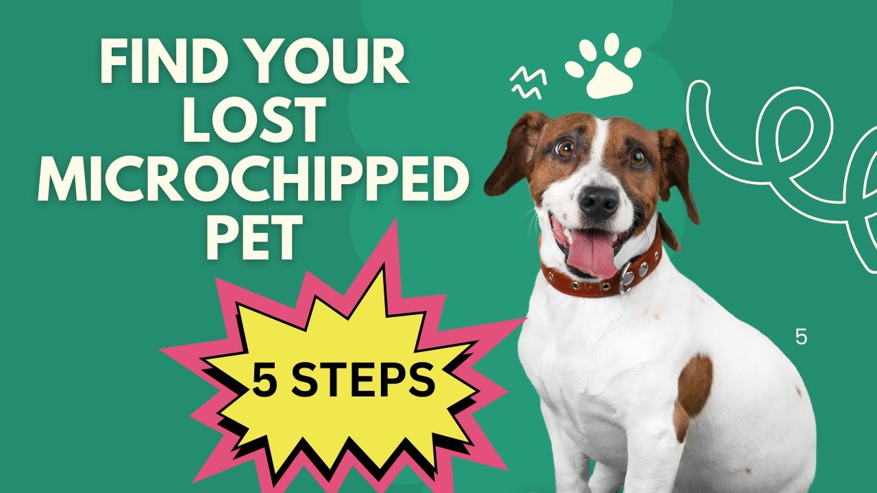 Microcipped Find your lost microchipped pet - 5 Steps - YouTube