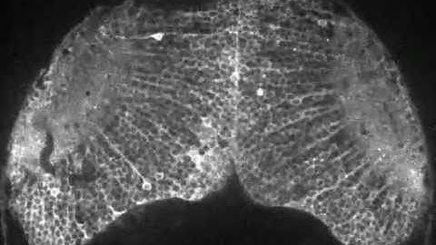 Visualizing Brain Activity of A Fish